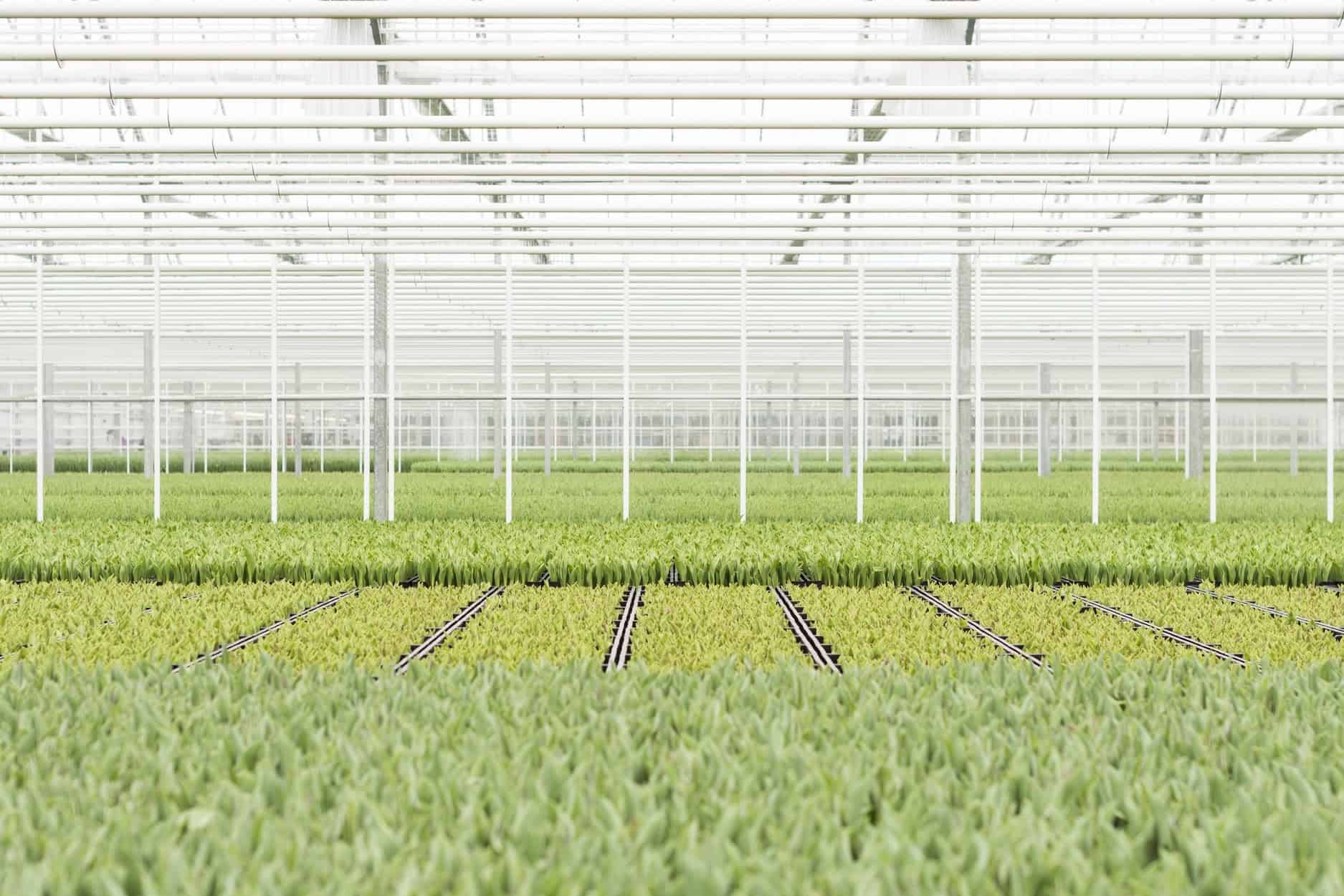 Zwettulips Zwettulips